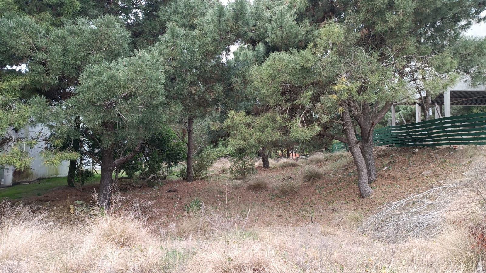 8c1f5a8681a8835db5cd83e0b6ea1de7