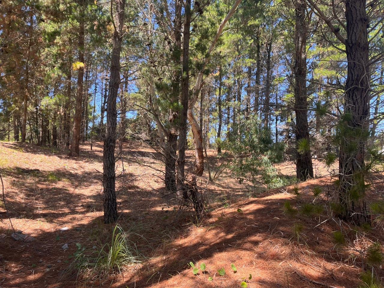 c245705e2d0e4e4b06c4ad9fbe77dd82